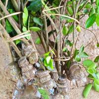 ราคา ต้นมะนาวไร้เมล็ดตาฮิติแบบคอบกิ่งติดรากสมบูรณ์เต็มพร้อมปลูก ราคา/ต่อกิ่ง (18514099893)