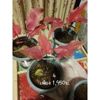 ราคา บอนสีแม่ปลาบู่ทองบอนโบราณหายาก ต้นใหญ่เขี้ยวเยอะส่งพร้อมกระถางถาดรอง (12417060556)