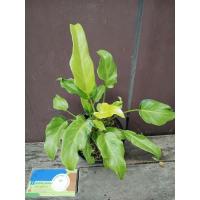 ราคา ซานาดูแคระด่างซานาดูแคระด่างPhilodendron dwarf xanadu variegated (40201554447)