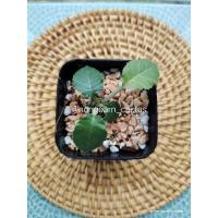 ราคา มะพร้าวทะเลทรายใบยาว Dorstenia (10847233192)