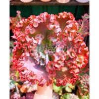 ราคา เมล็ดพันธ์ไม้อวบน้ำหายาก Succulent (23931014813)