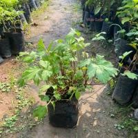 ราคา จิงจูฉ่าย ต้นจิงจูฉ่าย (Artemisia lactiflora) สมุนไพรดี ประโยชน์เยอะ (รับประกัน ส่งใหม่ฟรี หากสินค้าเเสียหาย!!) (25162166920)