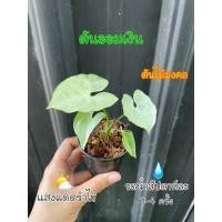 ราคา ต้นออมเงิน ต้นไม้มงคล (11614901543)