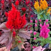 ราคา ต้นสร้อยไก่ หงอนไก่ มีหลายสี แบบถุง (9112666557)