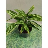 ราคา ต้นค​ล้าวิททาท่า​ (Calathea Vittata) (3452390528)