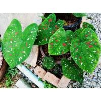 ราคา บอนสี สาวน้อยประแป้ง ขายเป็นต้น (8442596341)