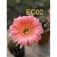 ราคา อิชินอป ดอกสีทูโทน ฟอร์มกอ ส่งทั้งกระถาง (5443838199)