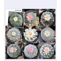 ราคา เมล็ดโลโฟ Lophophora Mix/Hybrid 20เมล็ด (1705258041)