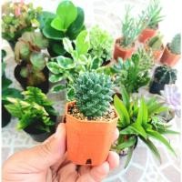 ราคา แคคตัสกระบองเพชร อิรุซามุ (13724254358)