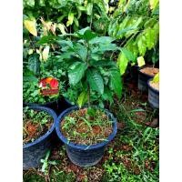 ราคา ต้นคีเปล คีเปล เป็นพรรณไม้แปลกและหายาก ผลทานแล้วจะทำให้เหงื่อหรือกลิ่นตัวหอม (25920593853)