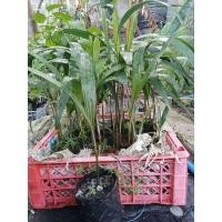 ราคา ต้นปาล์มหางกระรอกในถุงดำ พร้อมปลูก! เสริมบารมีให้บ้านคุณ สวยสง่าไม่เหมือนใคร (27738616388)