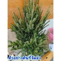 ราคา ต้นคริสมาส (ต้นสดพร้อมราก สูง50ซมต้นสนคริสมาสแท้ ต้นนำเข้า พร้อมจัดส่ง สามารถนำมาประดับบ้านได้ ปลูกได้ มาพร้อมราก (28070462835)
