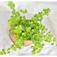 ราคา ต้นสร้อยเงินสร้อยทอง ไม้ฟอกอากาศ ไม้มงคลขนาดเล็ก (18853172603)