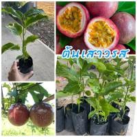 ราคา ต้นเสาวรสสีม่วง (ชุด5ต้น) เพาะเมล็ดรสชาติหวานหอมอร่อย ต้นพันธุ์แข็งแรงพร้อมปลูก (24259318108)