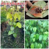 ราคา ต้นพลูเหลือง พลูกินหมาก กิ่งชำ ปลูกง่ายดูแลง่ายต้นพันธุ์แข็งแรง นิยมนำใบมาเคี้ยวกินกับหมาก (24560864004)