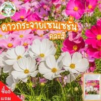 ราคา เมล็ดพันธุ์ ดอกดาวกระจายเซนเซชั่น คละสี Sensation Cosmos Flower Seed เมล็ดพันธุ์แท้ ดอกดาวกระจาย ปลูกดอกไม้ ดี (4965419057)