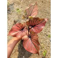 ราคา บอนสี ชนะศึก กระถาง 4 นิ้ว (18746481203)
