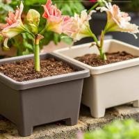 ราคา (preorder) กระถางต้นไม้พลาสติก ทรงเหลี่ยม ทรงกลม (29022194573)