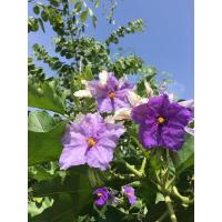 ราคา ต้นมะเขือยักษ์ มะเขือต้น มะเขือบราซิล ต้นมะเขือประดับ (8933398123)