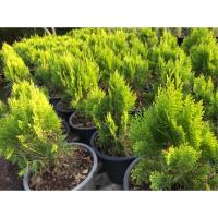 ราคา สนแผง ไซส์กระถาง11นิ้ว ส่งทั้งกระถาง (4526391185)