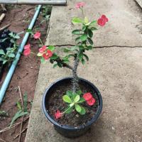 ราคา โป๊ยเซียนดอกเล็กสีแดง ไม้มงคล ต้นโป๊ยเซียนในกระถาง 5 นิ้ว, 4 นิ้ว (26936477312)
