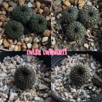 ราคา เฟเรีย เฟโอดิสก้า แคคตัส กระบองเพชร (Frailea Phaeodisca) (5378494590)