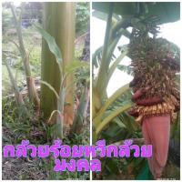 ราคา พันธุ์กล้วยร้อยหวี 1 หน่อ 159บาท (15872140548)