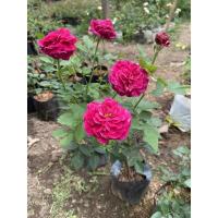 ราคา กุหลาบทไวไลท์โซน ดอกหอมสีม่วง (6044527962)