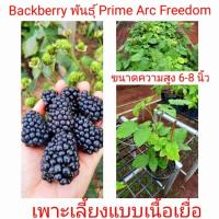ราคา ต้นBackberryพันธุ์PrimeArcFreedom (12731897815)