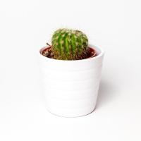 ราคา [พร้อมส่ง] ต้นกระบองเพชร แคคตัส อิชินอปซิส Echinopsis Calochlora Cactus หรือดาวล้อมเดือน (8218566308)