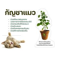 ราคา ตำแยแมว ต้นแมวฟิน กันชาแมว (18420753821)