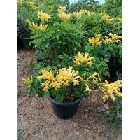 ราคา พวงแสดต้นสีเหลือง กระถาง 11 นิ้ว ต้นสวยและแข็งแรง (กทม) (15041746023)