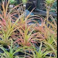 ราคา หน่อ สับปะรดสี 1 ต้น ไม้ประดับ (3318364345)