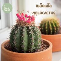 ราคา เมล็ดแคคตัส เมล็ดเมโล เมล็ดเก็บสด เมล็ดกระบองเพชร เมล็ดแคคตัส Melocactus (10422722571)