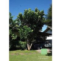 ราคา ต้นจิกทะเล ถุงใหญ่ (จำนวน 10 ต้น) Barringtonia asiatica #จิกทะเล (21139127204)