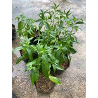 ราคา ต้นพันธุ์ ฟ้าทะลายโจร พร้อมปลูกในถุงดำ 29บาท ฟ้าทะลายโจร เป็นสมุนไพรที่มีสรรพคุณ โดยในตำรายาโบราณของไทย จัดให้เป็นสมุน (41471833386)