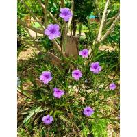 ราคา กิ่งพันธุ์ฟ้าประทานพร(50กิ่ง),กิ่งพันธุ์ต้อยติ่ง,กิ่งพันธุ์ต้อยติ่งฝรั่ง,สีม่วง (8479202192)