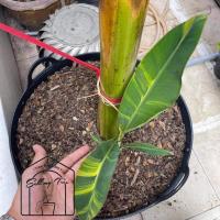 ราคา กล้วยด่าง กล้วยปาปัวด่าง ลายด่างสวยงาม (10019846672)