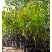 ราคา ต้นจันกะพ้อ หรือเขี้ยวงูขาว จันกะพ้อ ดอกหอม (20848814491)