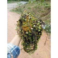 ราคา เฟิร์นเกล็ดนาคราชชุดละ20บาท (22076586508)