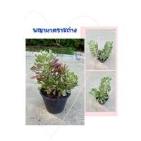 ราคา พญานาคราชด่าง ส่งพร้อมกระถาง (8574292697)