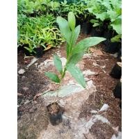 ราคา ต้นกระถินเทพา สูง35-50ซม. (28680695935)