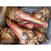 ราคา หน่อกล้วยไข่กำแพงเพชรชุด5หน่อ (16579637507)