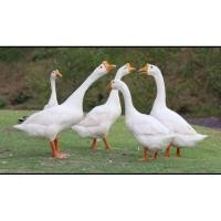 ราคา ไข่เชื้อพ่อห่านจีนสีขาวแม่ห่านเอ็มเดน 199 บาท/ฟอง (25263346914)