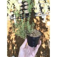 ราคา ต้นไทม์ ( Thyme )., (6268958249)