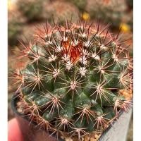 ราคา แมมหนามพิกุล(โคลนหนามแดง) (26172628336)