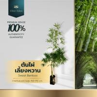 ราคา ต้นไผ่เลี้ยงหวาน สูง 60-140 cm.(ต้นเล็ก) นิยมปลูกเพื่อเก็บเอาต้นหรือลำไผ่ไปใช้ประโยชน์และเก็บหน่อ (24188243687)