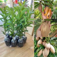 ราคา ต้นละมุดกระสวยมาเลย์ (เพาะเมล็ด ชุด3ต้น) (47904442884)