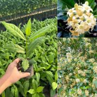 ราคา ต้นกันเกราหรือต้นมันปลา มีกลิ่นหอม ต้นส่ง30-40เซน (26610080894)