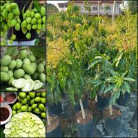 ราคา ต้นมะม่วงเบาใต้แท้ ต้นติดดอก หรือที่คนเรียกว่ามะม่วงเบา เป็นมะม่วงที่กินดิบได้ทั้งคาวและหวาน ออกลูกเร็วสายพันธุ์แท้100% (29524694599)